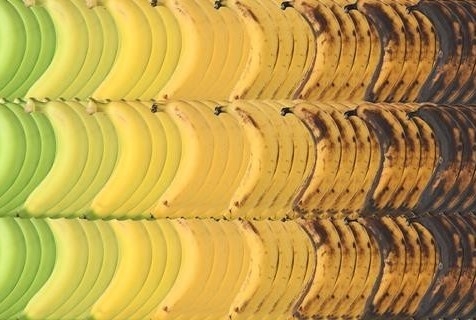 Giống chuối chỉnh sửa gen được cấp phép tại Nhật Bản và Brazil