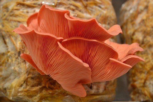 Nấm sò hồng chịu nhiệt: Giải pháp vàng phá vỡ tính mùa vụ trong canh tác nấm