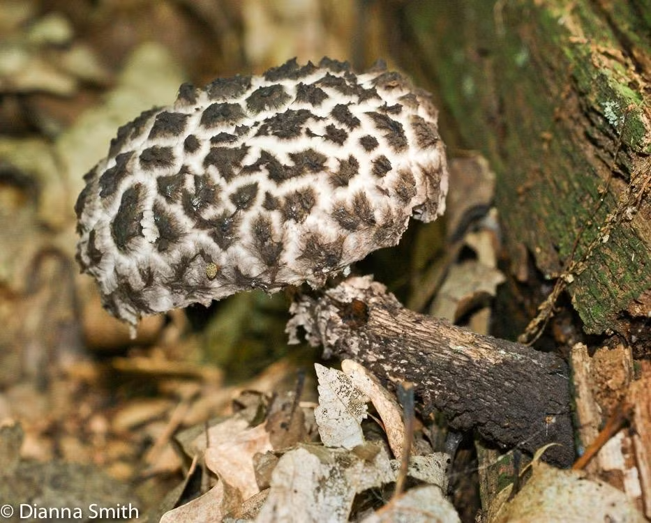 Loài nấm đen như than, chạm vào hóa đỏ, "ông lão rừng già" có gì đặc biệt?