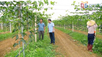 Đẩy mạnh vùng cây ăn quả tập trung, hướng tới nông nghiệp hàng hóa bền vững tại Đầm Hà - Quảng Ninh