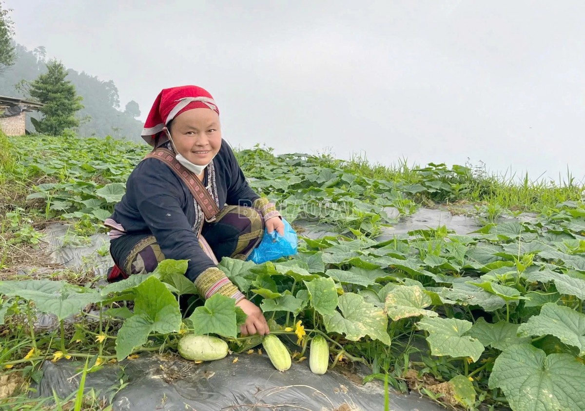 Bí quyết tăng năng suất cho dưa chuột bản địa ở Cốc San