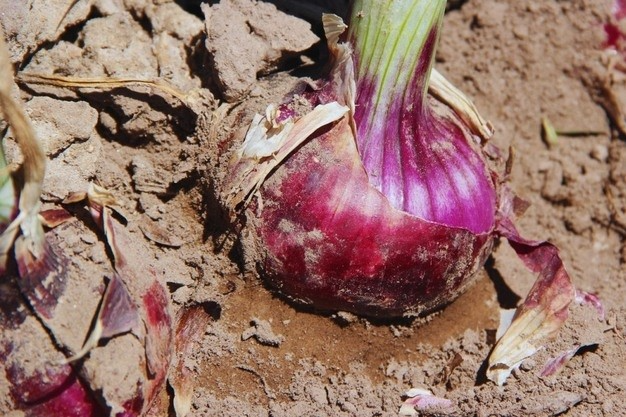 Hành trình 14 năm kiên trì để tạo ra giống hành đỏ "ngọt" nhất Argentina