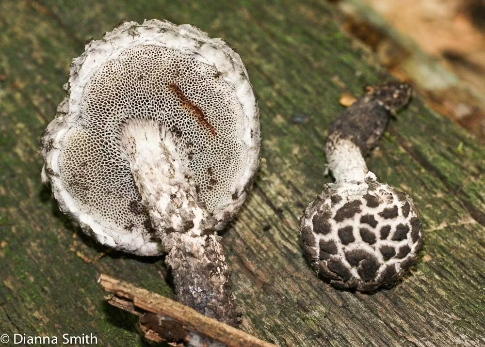 Loài nấm đen như than, chạm vào hóa đỏ, "ông lão rừng già" có gì đặc biệt?