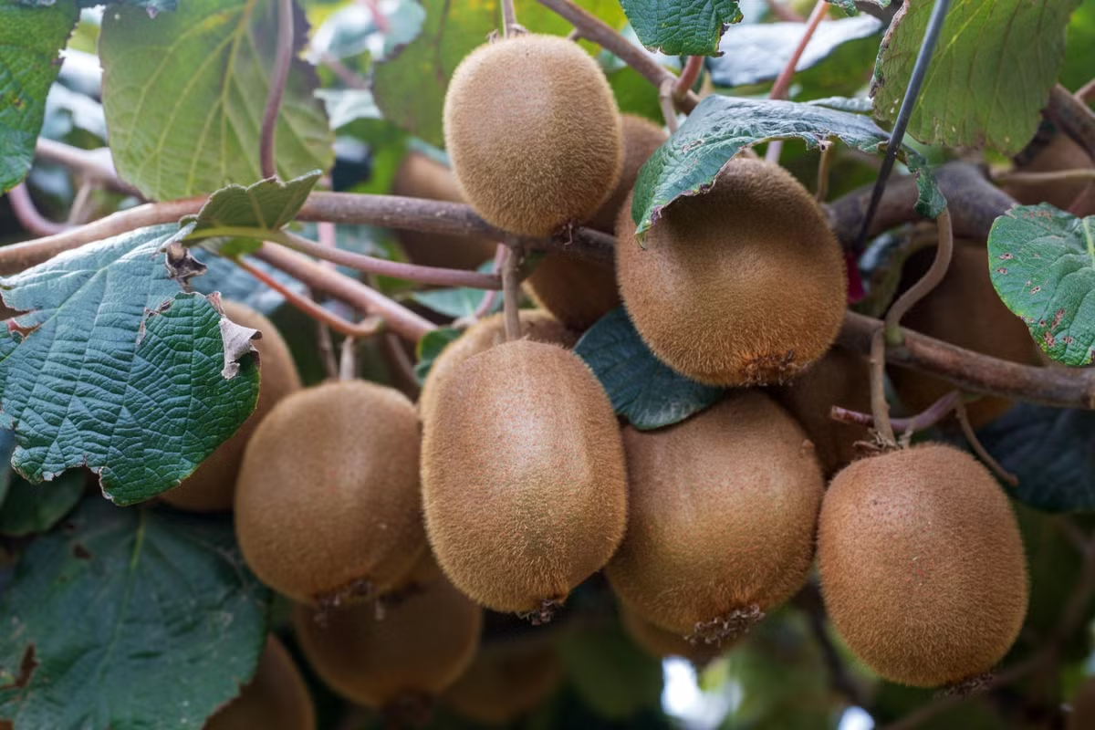 Hành trình khó tin của kiwi, từ cây dại Trung Quốc đến trái cây toàn cầu