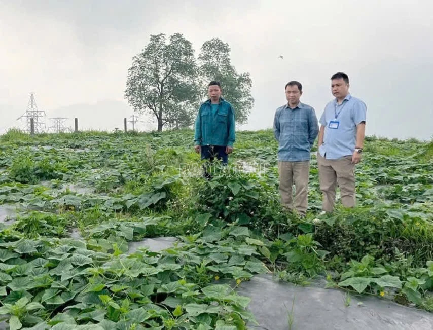 Bí quyết tăng năng suất cho dưa chuột bản địa ở Cốc San