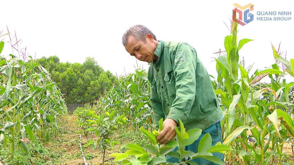 Đẩy mạnh vùng cây ăn quả tập trung, hướng tới nông nghiệp hàng hóa bền vững tại Đầm Hà - Quảng Ninh