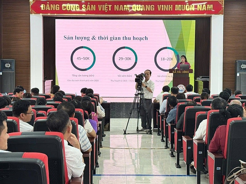 Hải Phòng: Tăng cường hướng dẫn chỉ đạo sản xuất vải phục vụ xuất khẩu năm 2026