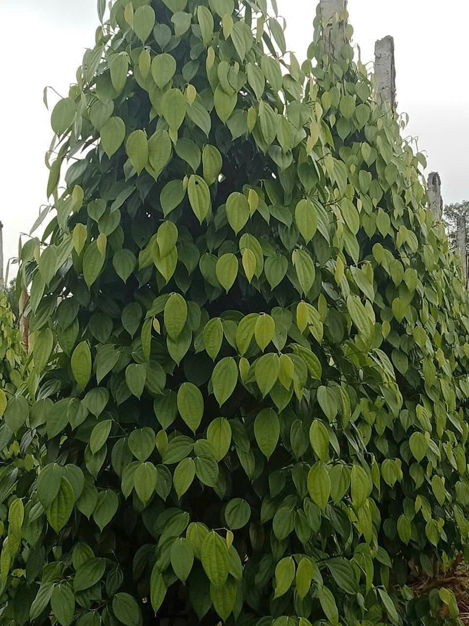 Trụ hồ tiêu xanh tốt, sinh trưởng khỏe trong vườn.