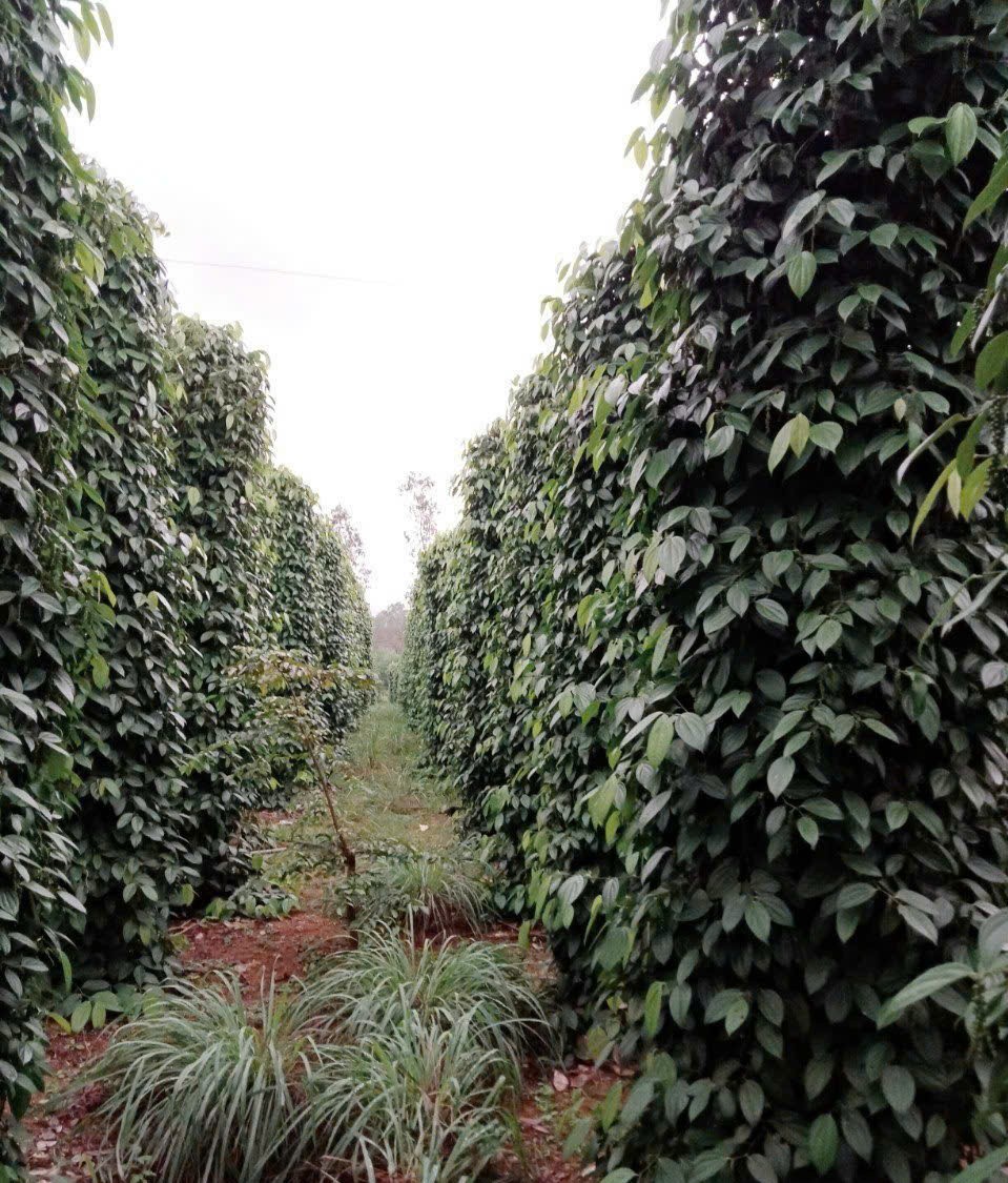 Vườn hồ tiêu trồng xen cây sả, tăng hiệu quả kinh tế và cải thiện đất.