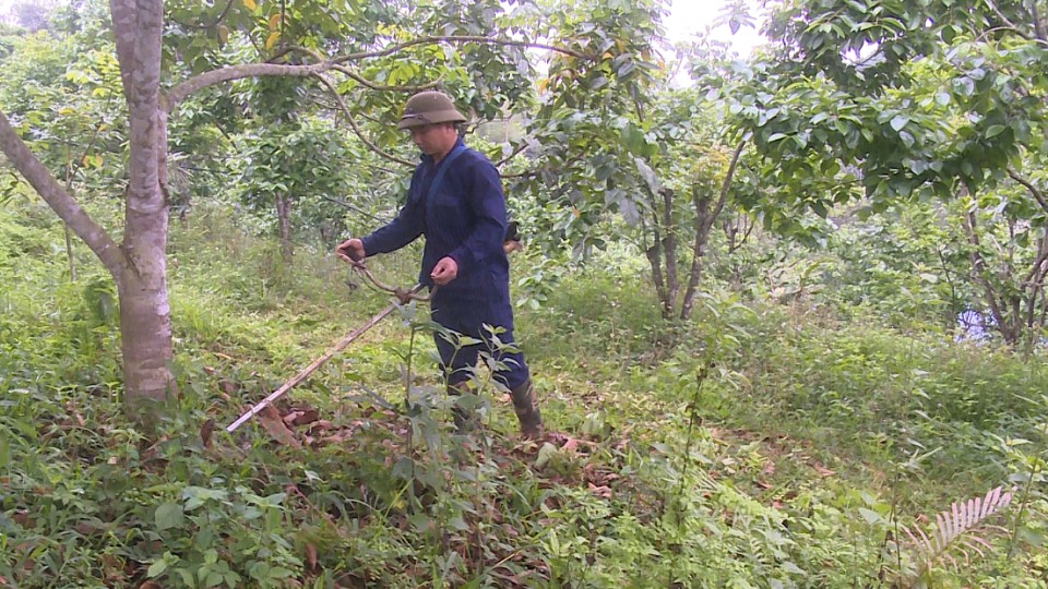 Cải tạo đất đồi thành trang trại sinh thái