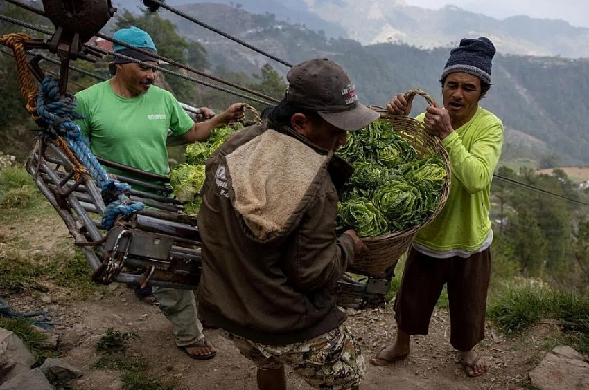Nông dân Philippines bỏ mặc nông sản trên đồng vì chi phí nhiên liệu tăng cao