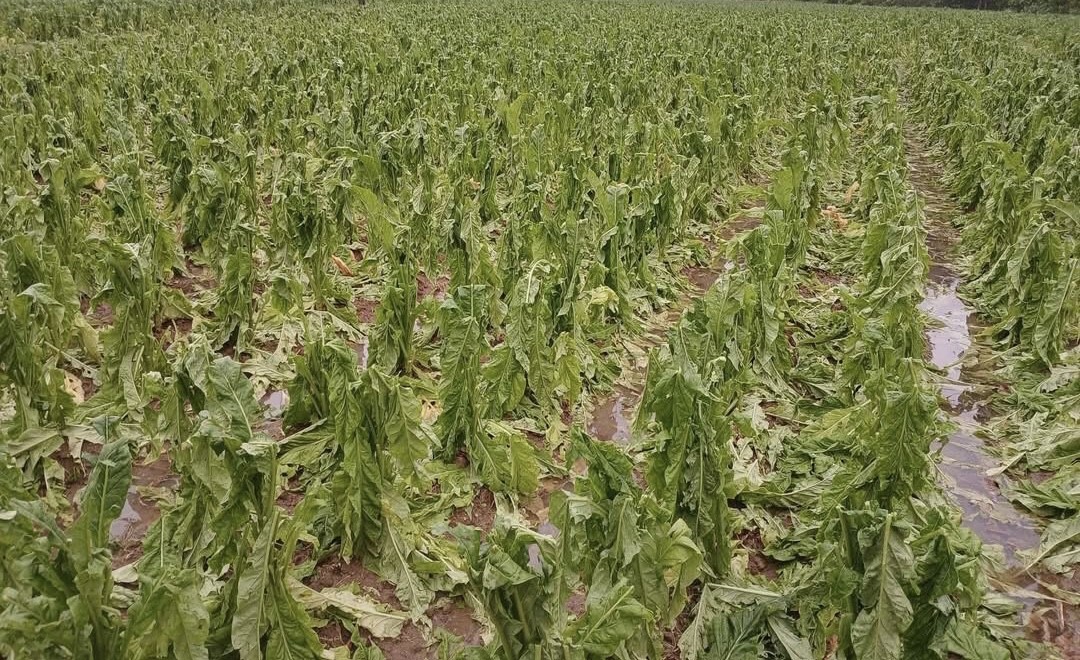 Cao Bằng: Mưa dông kèm lốc và mưa đá gây thiệt hại trên 6,9 tỷ đồng