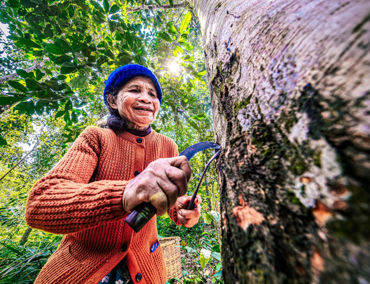 Quế Trà Leng: Từ sản vật đại ngàn đến không gian xúc tiến thương mại