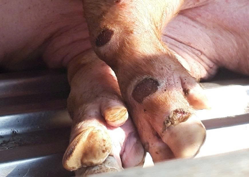 Lâm Đồng chủ động ngăn chặn nguy cơ xâm nhập vi rút LMLM serotype SAT1