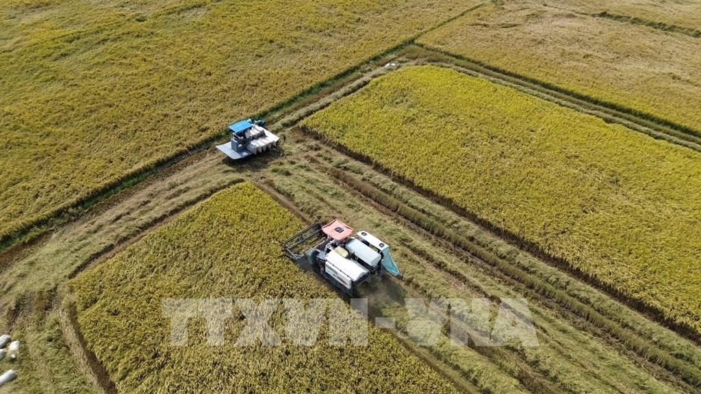 Đồng Tháp hồi sinh đồng ruộng bằng lúa giảm phát thải