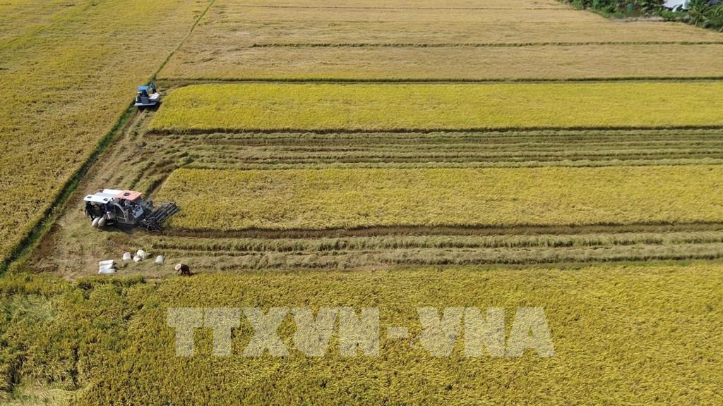 Đồng Tháp hồi sinh đồng ruộng bằng lúa giảm phát thải