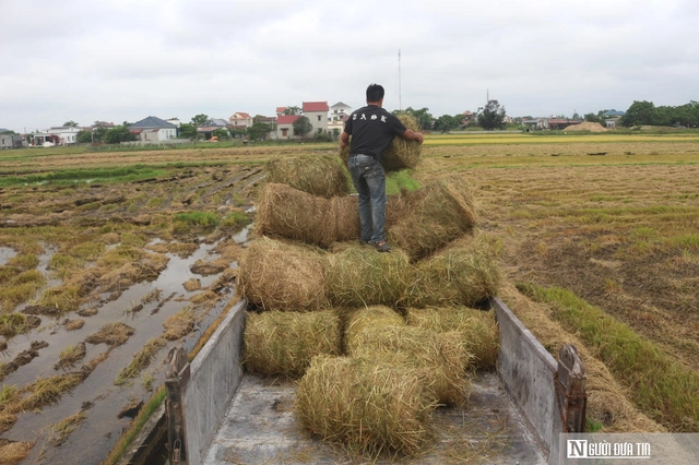 Cách giúp nông dân không phải vất vả xử lý rơm rạ mà vẫn có thu nhập