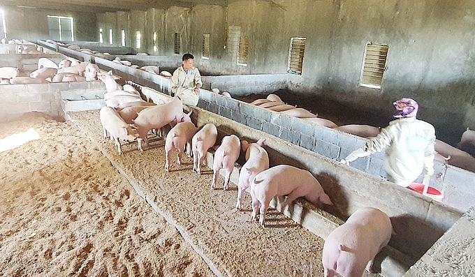 ác sản phẩm nông nghiệp chủ lực đến năm 2030, gồm: cây lúa, cây ăn quả, cây chè, đàn lợn, gà, bò, con tôm, cá, nhuyễn thể, cây quế và cây hồi. Ảnh minh họa