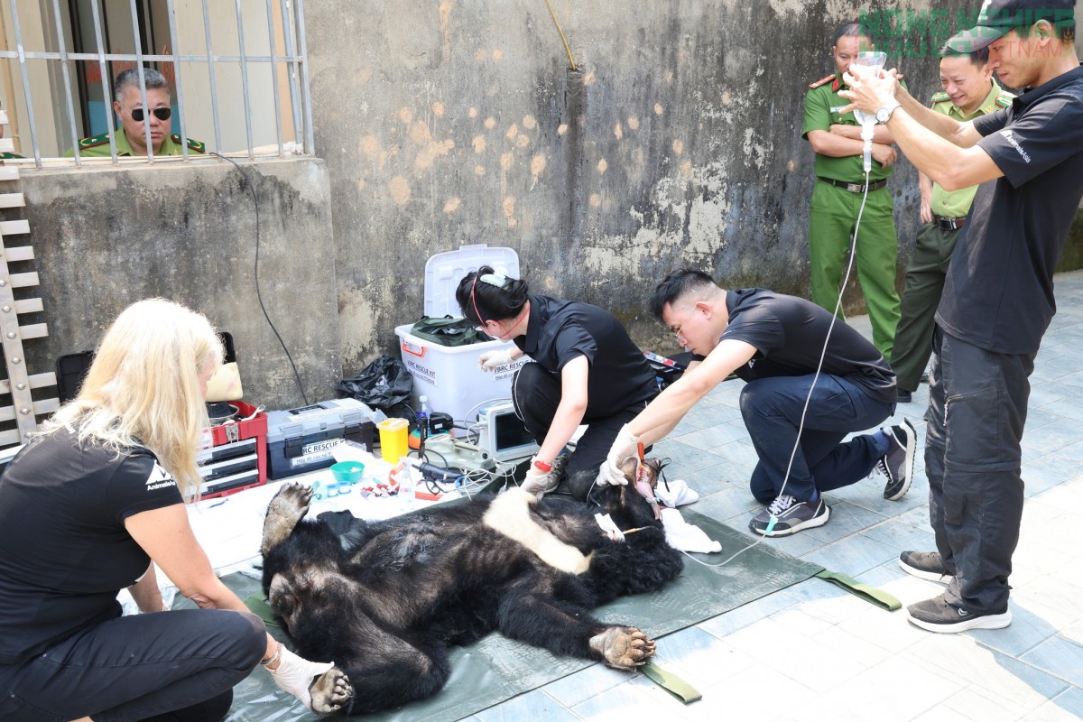 Người dân Nghệ An tự nguyện chuyển giao 2 cá thể gấu nuôi nhốt quý hiếm