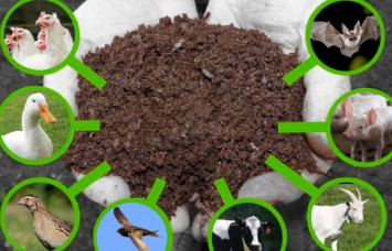 tac hai cua viec su dung phan chuong tuoi trong nong nghiep