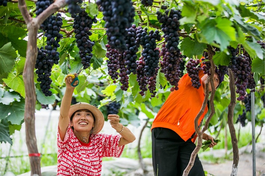 Rượu vang Trung Quốc vươn tầm quốc tế, mở rộng giá trị nông nghiệp từ vùng núi cao