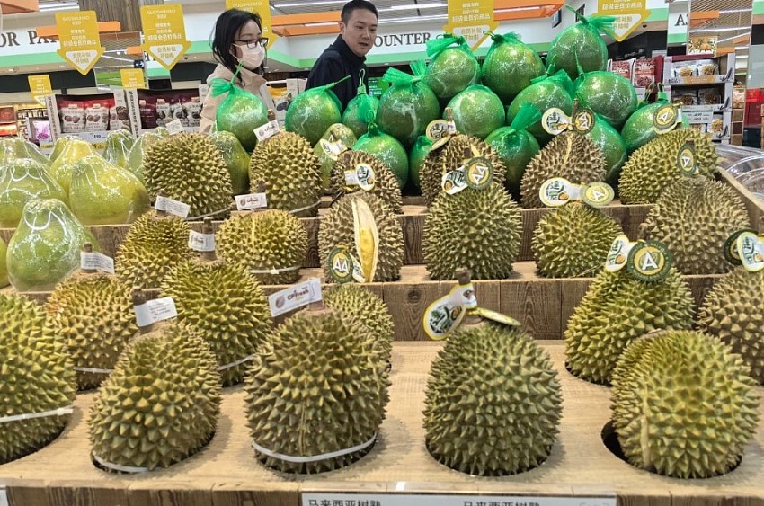 Sầu riêng Malaysia lao đao vì thu hoạch sớm và chi phí logistics tăng vọt