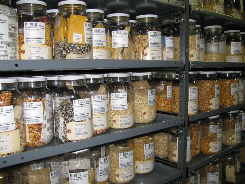 Hoa Kỳ di dời các ngân hàng hạt giống đậu tương và ngô: Nguy cơ gián đoạn nghiên cứu giống cây trồng