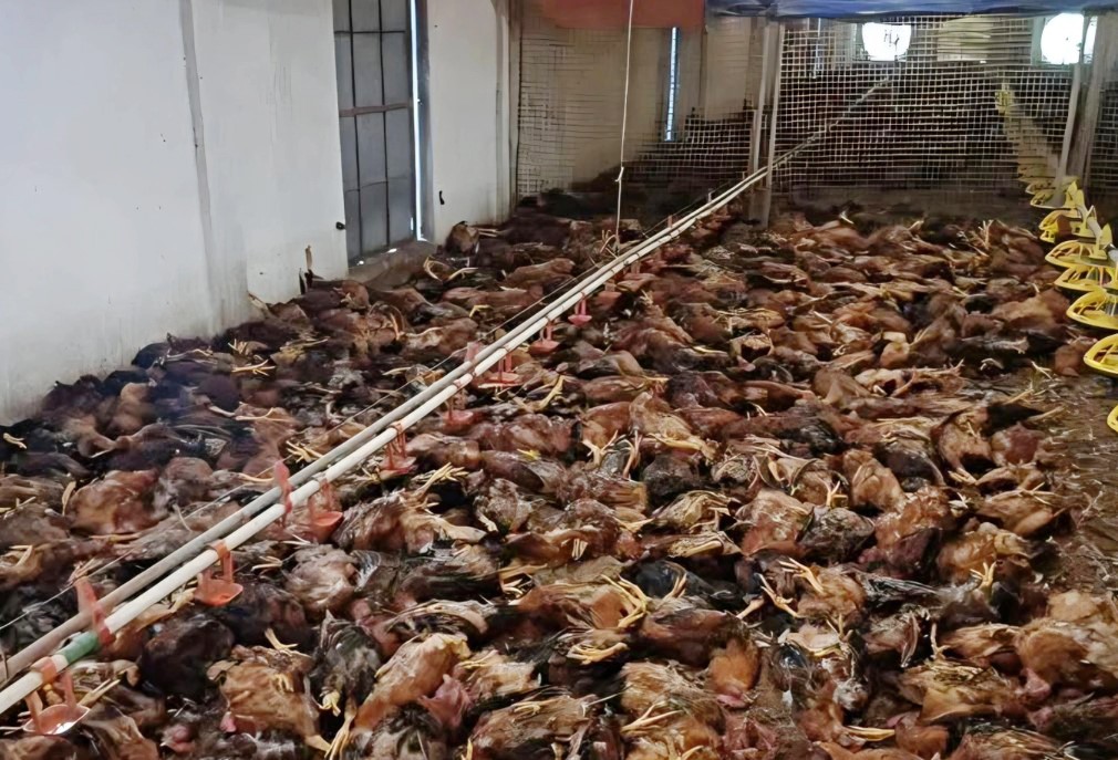 Nghệ An: Xót xa hơn 5.000 con gà bị sốc nhiệt, nằm chết la liệt do chập điện
