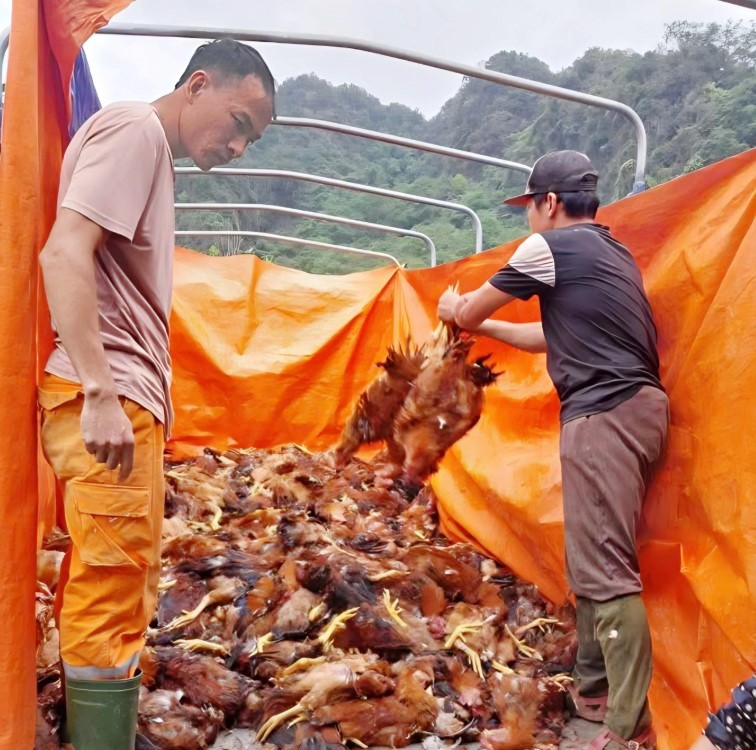 Nghệ An: Xót xa hơn 5.000 con gà bị sốc nhiệt, nằm chết la liệt do chập điện