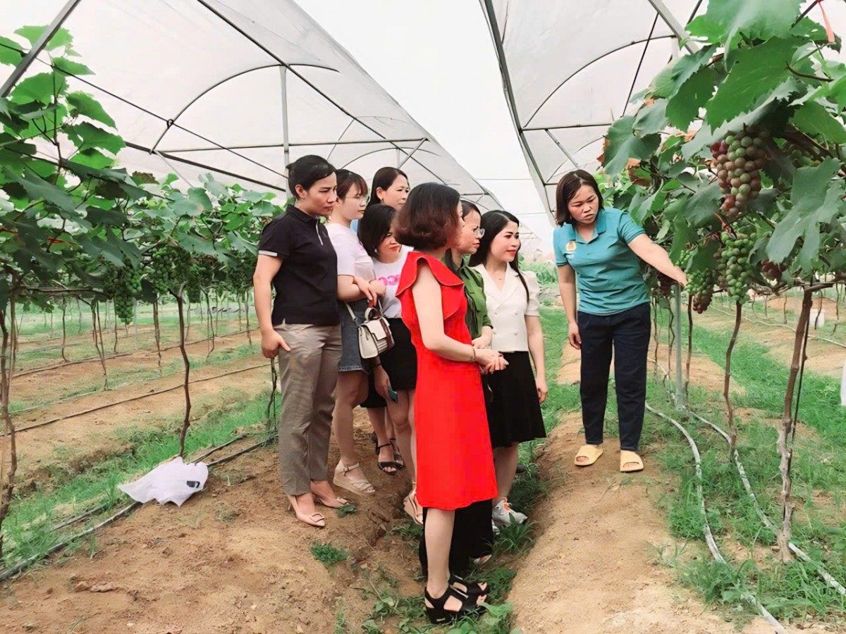 Khánh Hòa: Chuyển đổi hơn 478 ha cây trồng trong năm 2026