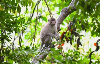Tăng cường kiểm tra, truy xuất nguồn gốc đối với các cơ sở nuôi Khỉ đuôi dài