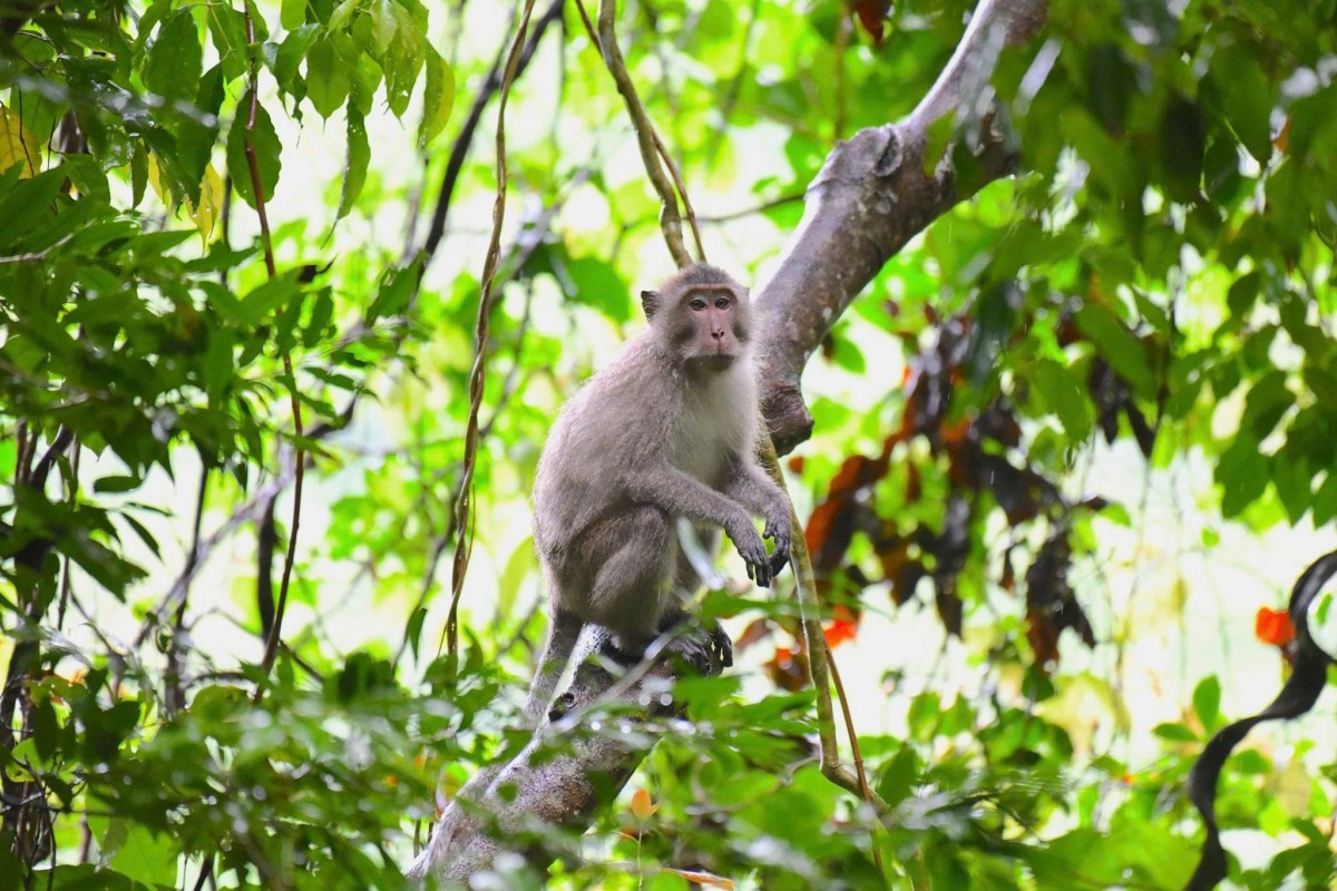 Tăng cường kiểm tra, truy xuất nguồn gốc đối với các cơ sở nuôi Khỉ đuôi dài