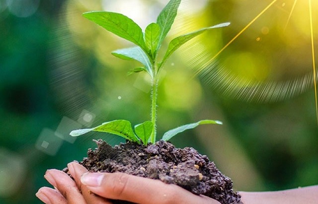 Keo đất - "Cốt lõi" của các phản ứng hóa học trong đất