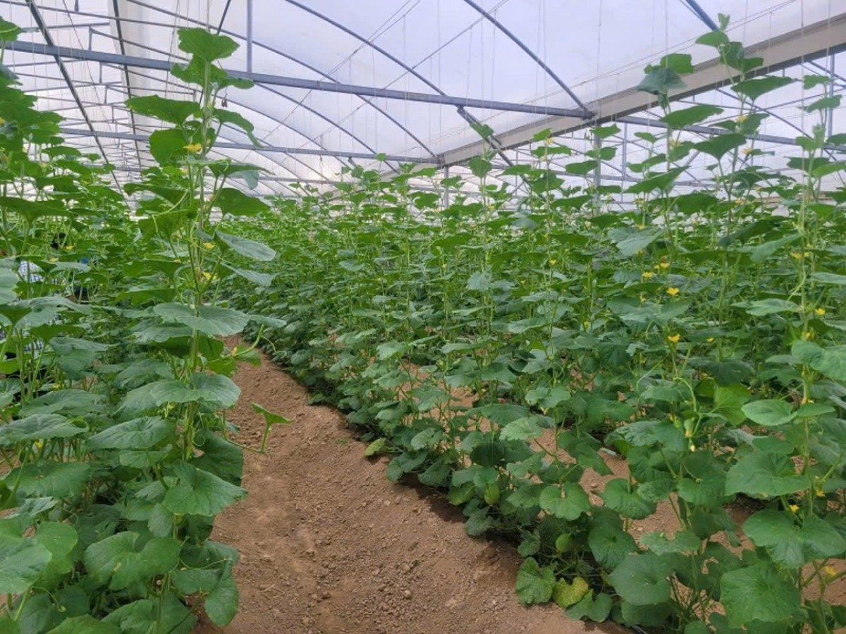 Đồng Nai đẩy mạnh nông nghiệp hữu cơ, hướng tới gần 19.400 ha sản xuất bền vững