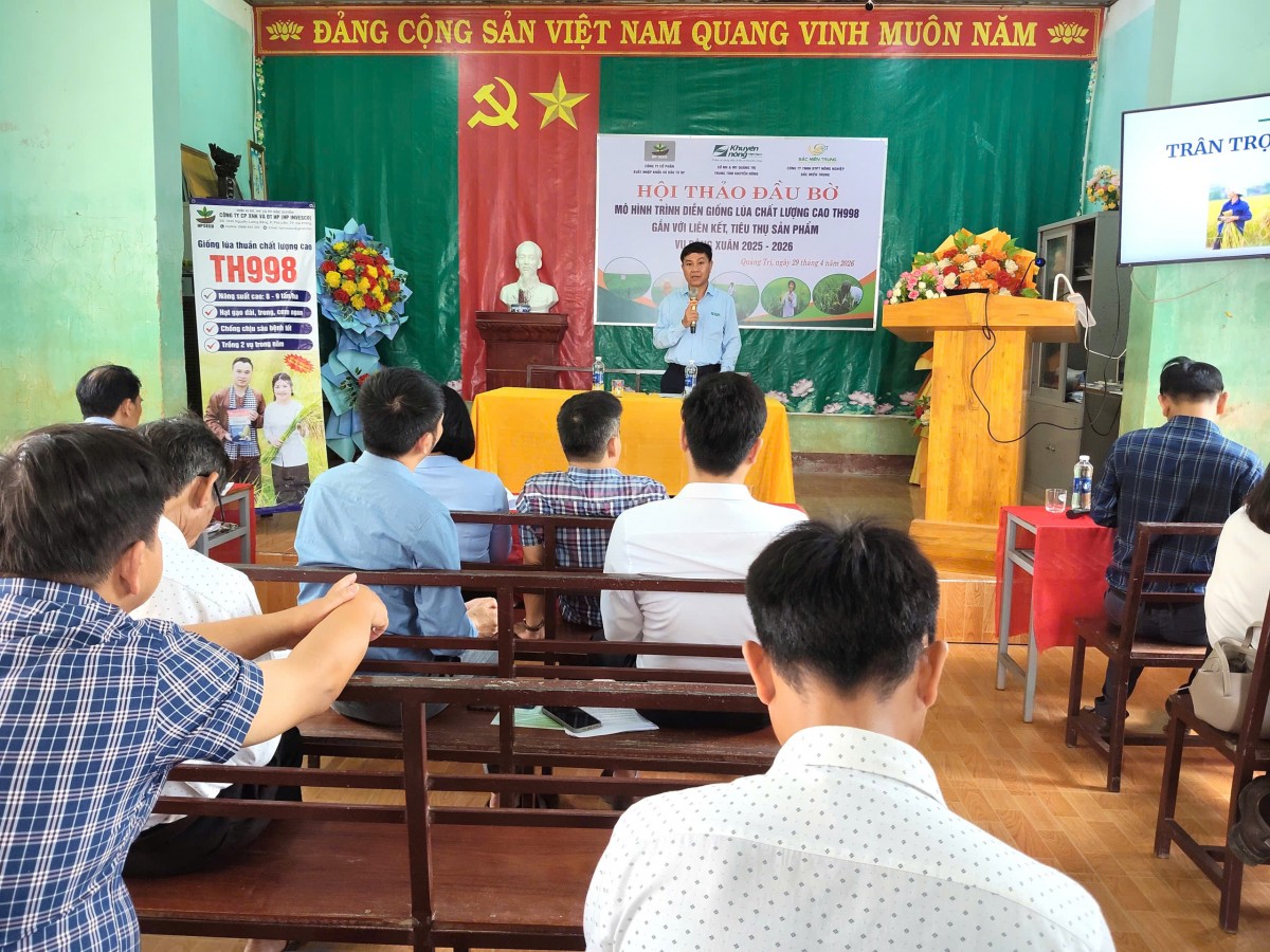 Quảng Trị: Hiệu quả mô hình sản xuất lúa chất lượng cao TH998 gắn với liên kết tiêu thụ