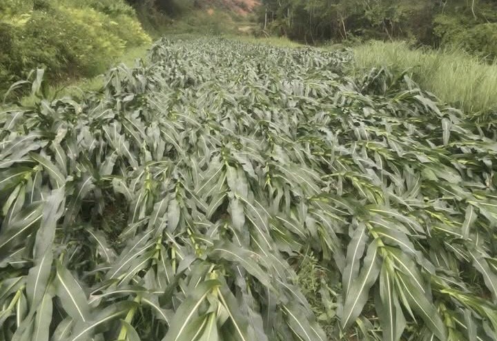 Cao Bằng: Dông lốc, mưa lớn gây thiệt hại ước tính gần 290 triệu đồng