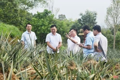 Hiệu quả từ mô hình trồng dứa liên kết ở Thượng Đức