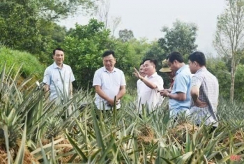 Hiệu quả từ mô hình trồng dứa liên kết ở Thượng Đức