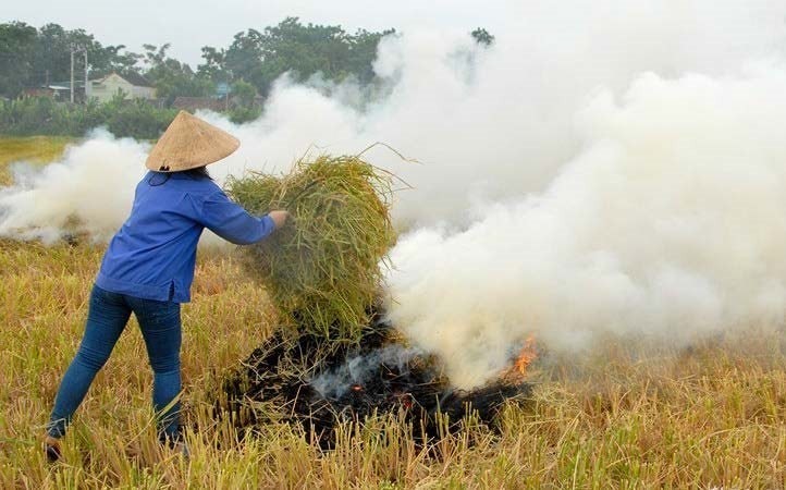 Tây Ninh tăng cường quản lý rơm rạ sau thu hoạch, hạn chế ô nhiễm môi trường