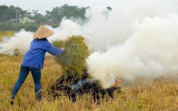 Tây Ninh tăng cường quản lý rơm rạ sau thu hoạch, hạn chế ô nhiễm môi trường