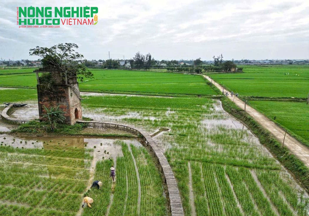 Sản phẩm gạo tím than được sản xuất theo hướng hữu cơ, từng bước khẳng định chất lượng trên thị trường.