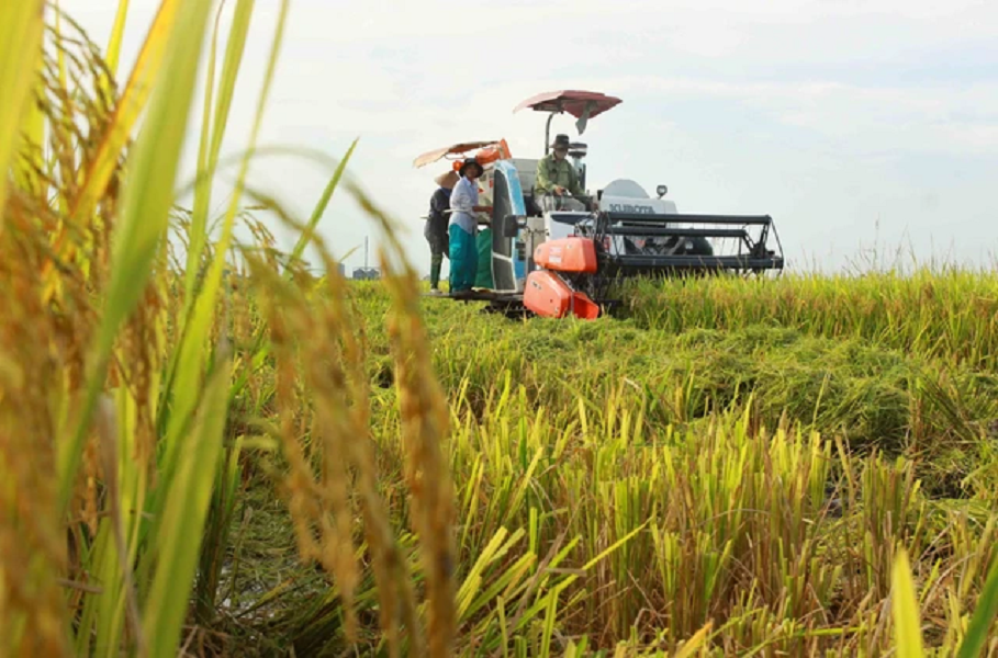 Nông nghiệp xanh và cuộc tái sinh thầm lặng của nền nông nghiệp Việt