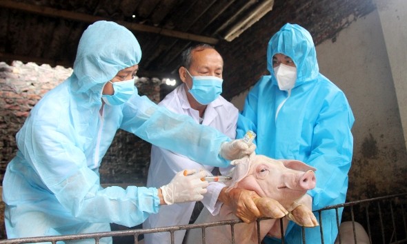 Tăng cường giám sát, ngăn chặn nguy cơ lây lan virus lở mồm long móng serotype A