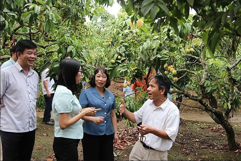 Hải Phòng: Sẵn sàng các phương án cho mùa vụ xuất khẩu vải năm 2026