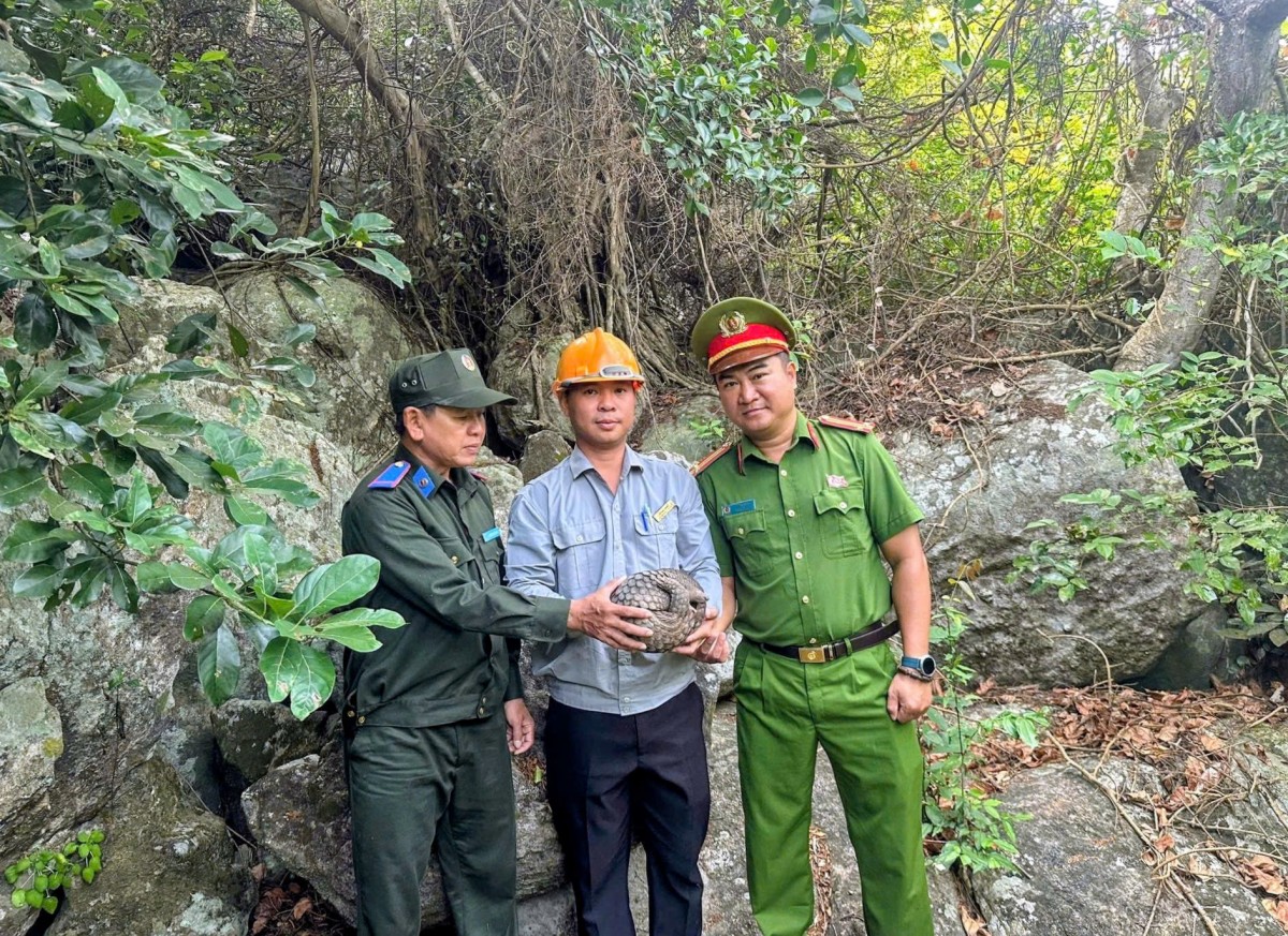 Cứu hộ kịp thời cá thể Tê Tê dạt vào bờ biển Cù Lao Chàm