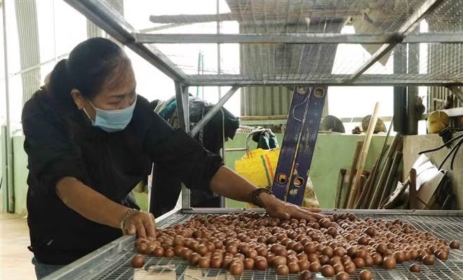 Macca sẽ thành cây trồng chủ lực ở Lạng Sơn