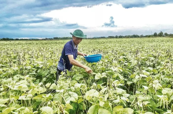 Hiệu quả từ chương trình, dự án khuyến nông