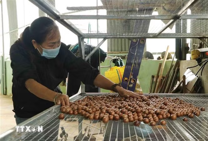 Macca sẽ thành cây trồng chủ lực ở Lạng Sơn