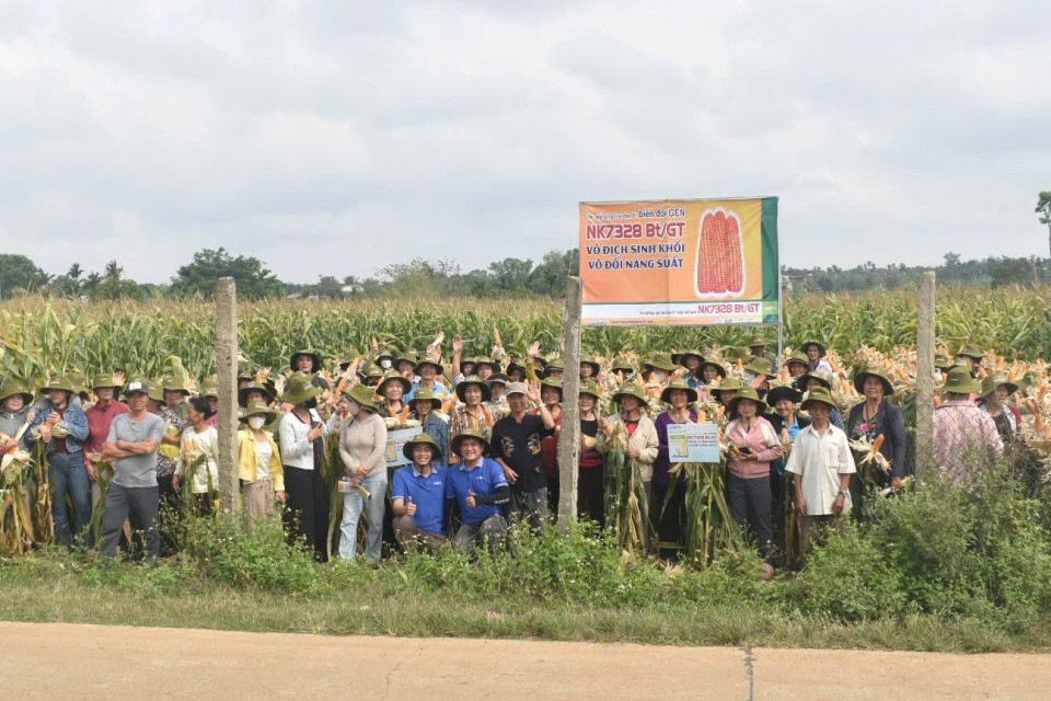 Công ty Syngenta giới thiệu giống ngô lai đơn F1 biến đổi gen đến bà con nông dân
