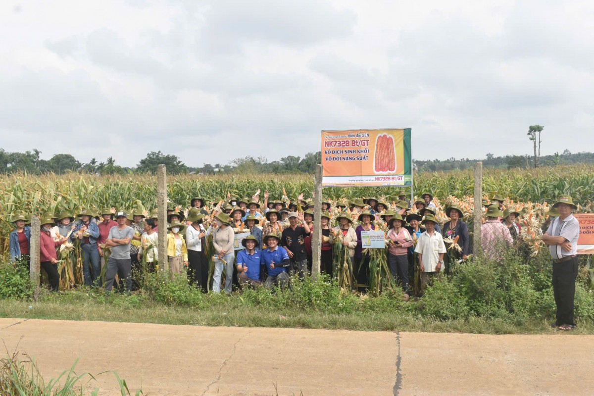 Công ty Syngenta giới thiệu giống ngô lai đơn F1 biến đổi gen đến bà con nông dân